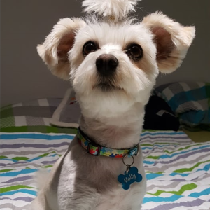 Hundemarke MINI Knochen